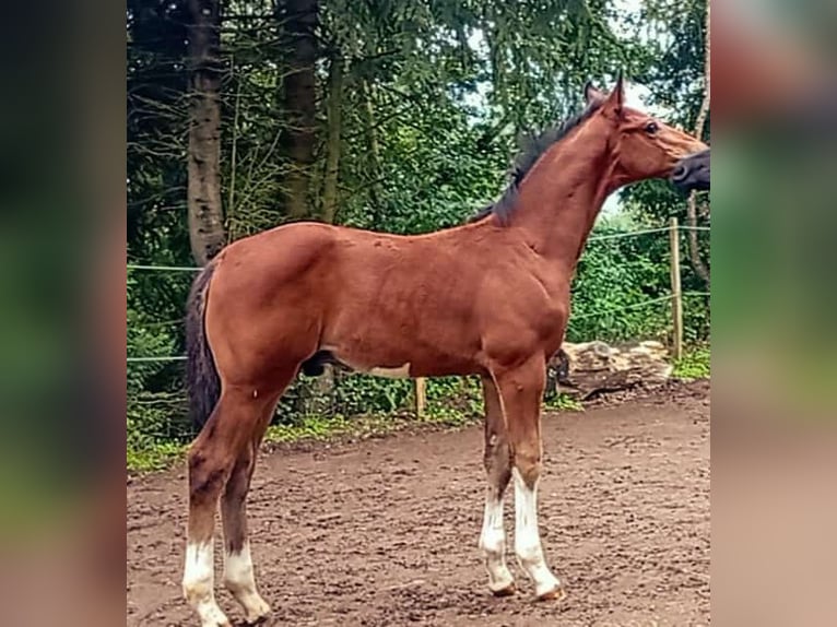 Deutsches Sportpferd Hengst Fohlen (06/2025) Brauner in Oberzent