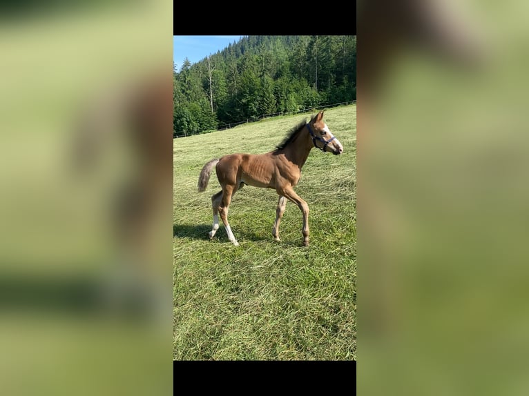 Deutsches Sportpferd Hengst  Brauner in Sch&#xF6;nau am K&#xF6;nigssee