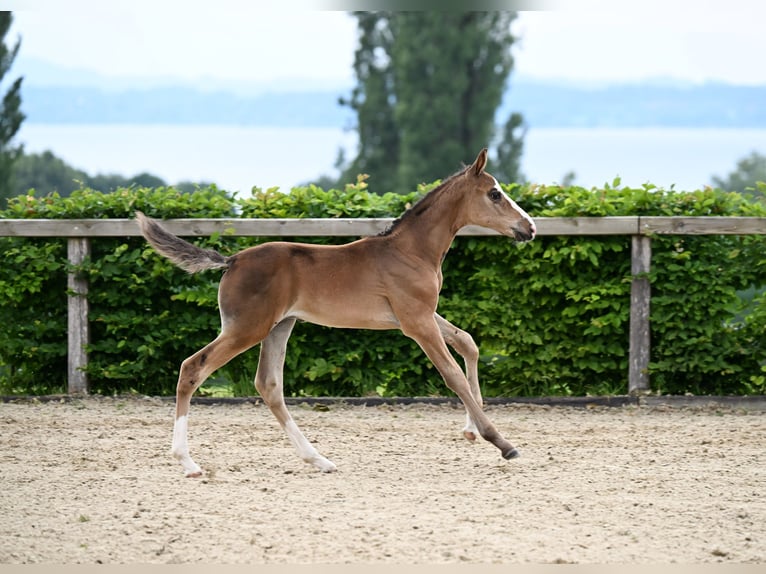 Deutsches Sportpferd Hengst  Brauner in Sch&#xF6;nau am K&#xF6;nigssee