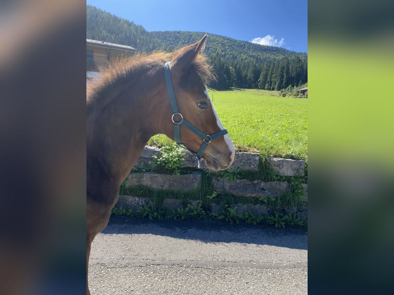 Deutsches Sportpferd Hengst Fohlen (04/2025) Brauner in Sch&#xF6;nau am K&#xF6;nigssee