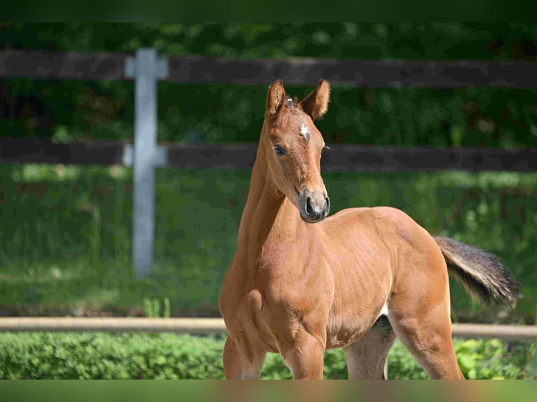 Deutsches Sportpferd Hengst  Brauner in Arendsee