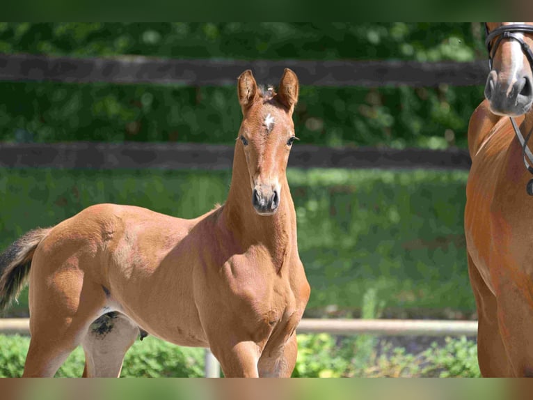 Deutsches Sportpferd Hengst  Brauner in Arendsee