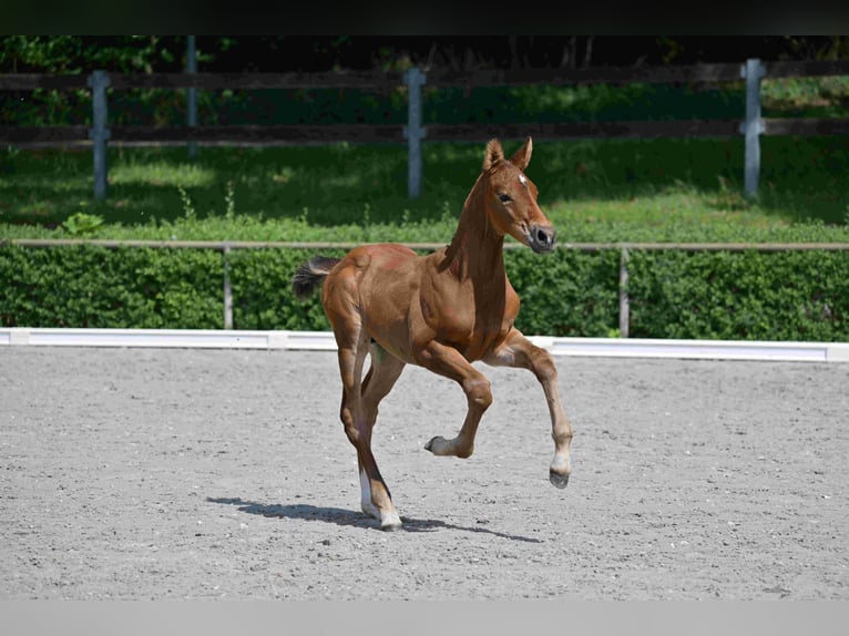 Deutsches Sportpferd Hengst  Brauner in Arendsee