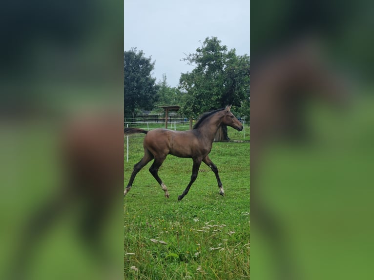 Deutsches Sportpferd Hengst Fohlen (04/2025) Brauner in Berg