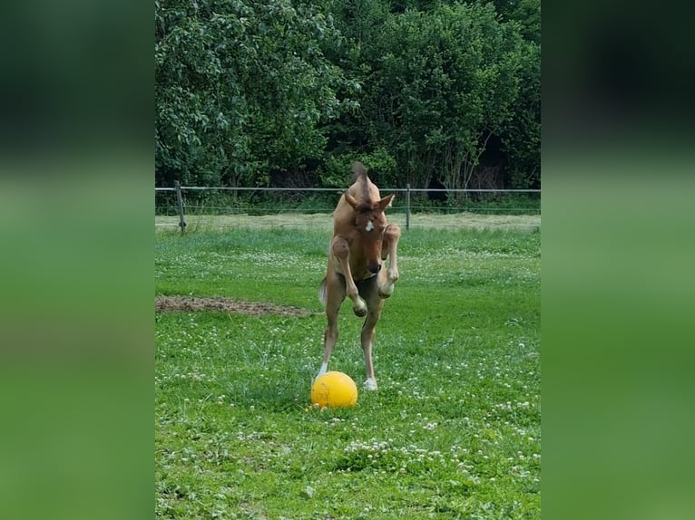 Deutsches Sportpferd Hengst Fohlen (04/2025) Brauner in Berg
