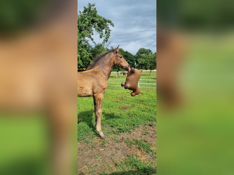 Deutsches Sportpferd Hengst  Brauner in Berg