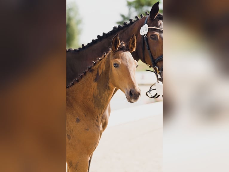 Deutsches Sportpferd Hengst  Brauner in Luckau