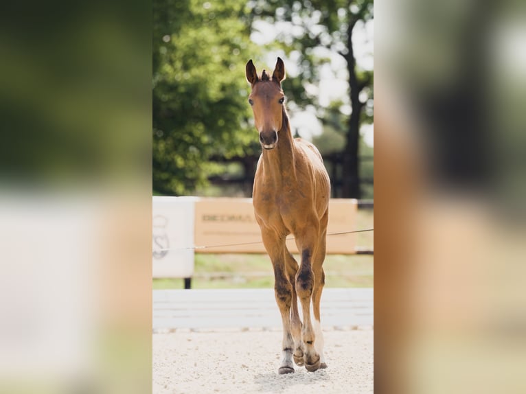Deutsches Sportpferd Hengst  Brauner in Luckau