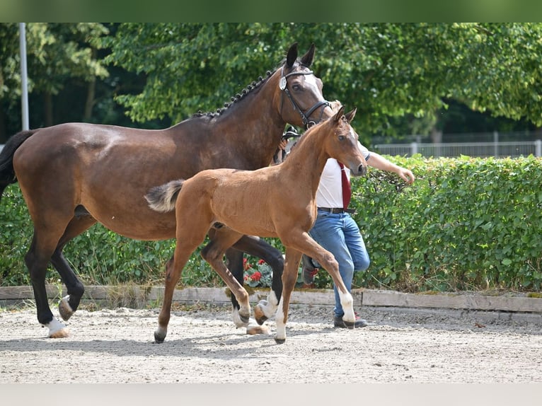 Deutsches Sportpferd Hengst Fohlen (04/2025) Brauner in Wittstock/Dosse