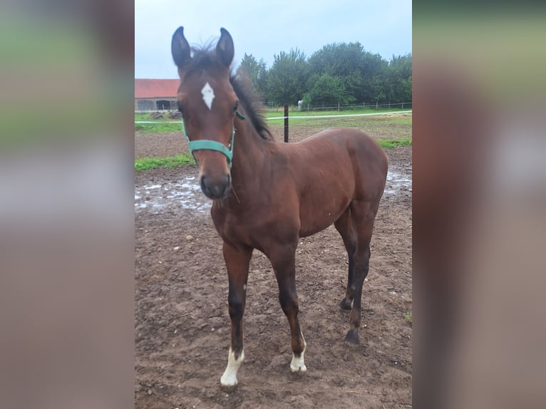 Deutsches Sportpferd Hengst Fohlen (04/2025) Brauner in Wittstock/Dosse