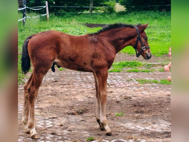 Deutsches Sportpferd Hengst Fohlen (05/2025) Brauner in Luckau