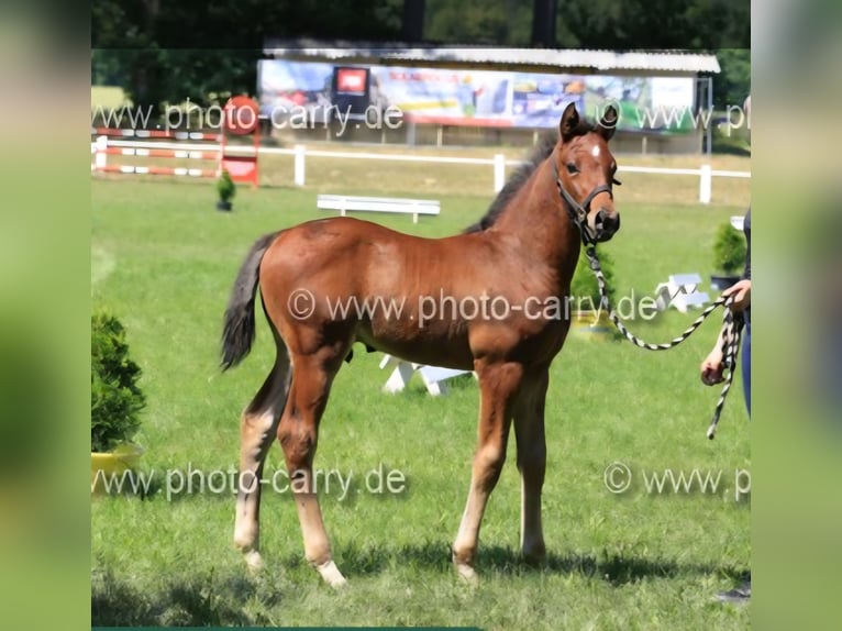 Deutsches Sportpferd Hengst Fohlen (05/2025) Brauner in Luckau