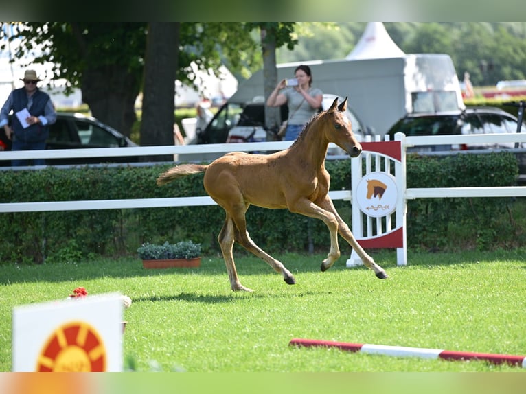 Deutsches Sportpferd Hengst Fohlen (05/2025) Brauner in Kalbe