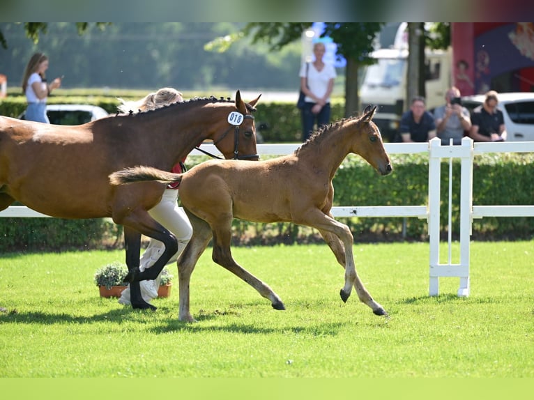 Deutsches Sportpferd Hengst Fohlen (05/2025) Brauner in Kalbe