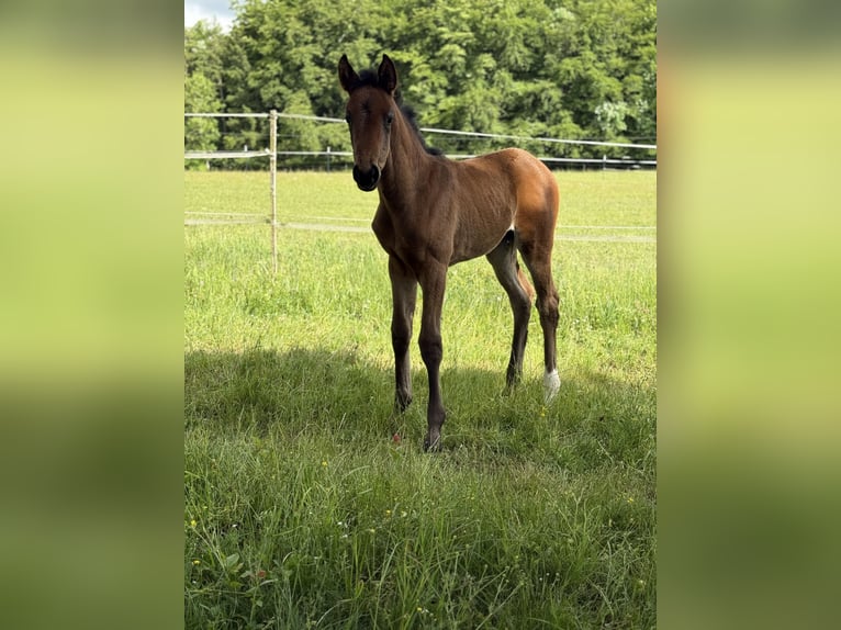 Deutsches Sportpferd Hengst  in Leibertingen