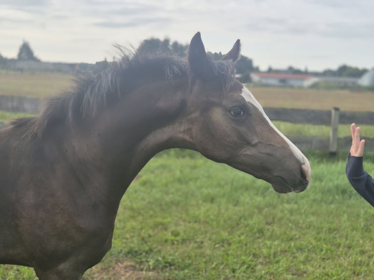 Deutsches Sportpferd Hengst Fohlen (01/2024) Dunkelbrauner in Beetzendorf