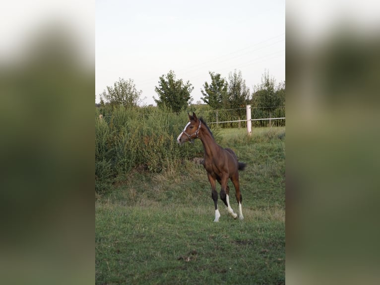 Deutsches Sportpferd Hengst Fohlen (05/2025) Dunkelbrauner in Bergheim