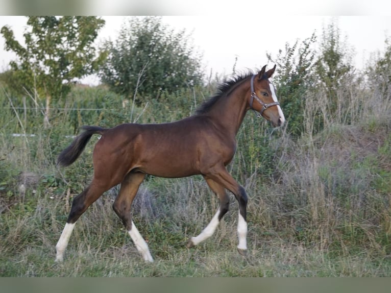 Deutsches Sportpferd Hengst Fohlen (05/2025) Dunkelbrauner in Bergheim
