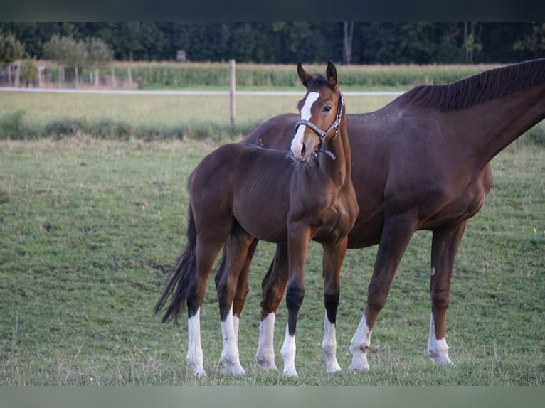 Deutsches Sportpferd Hengst Fohlen (05/2025) Dunkelbrauner in Bergheim