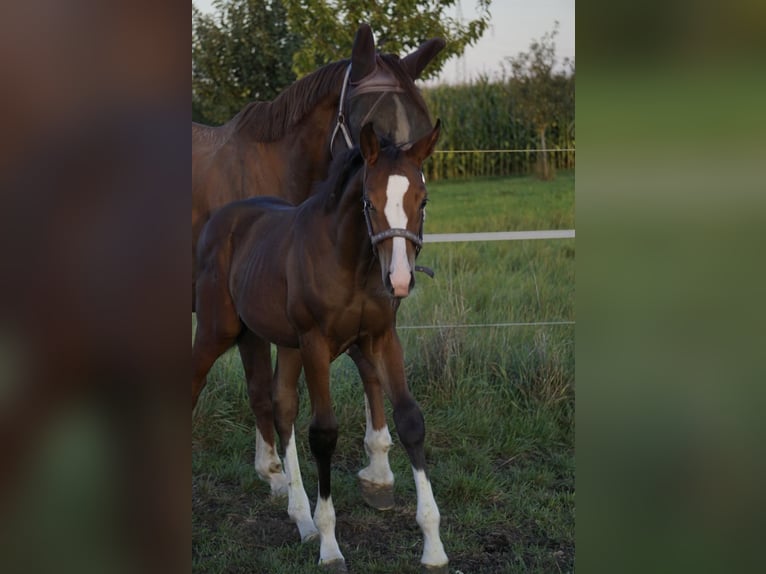 Deutsches Sportpferd Hengst Fohlen (05/2025) Dunkelbrauner in Bergheim