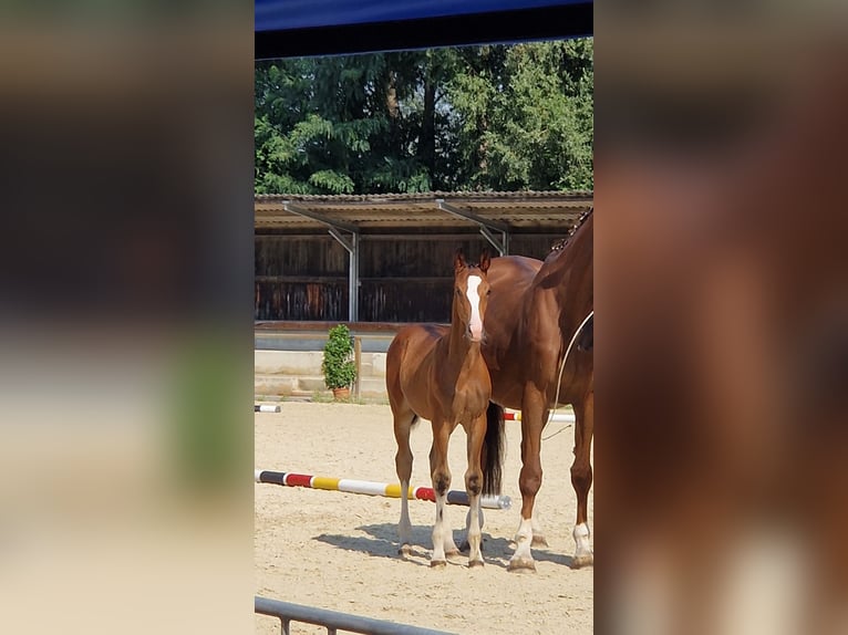 Deutsches Sportpferd Hengst Fohlen (05/2025) Dunkelbrauner in Bergheim