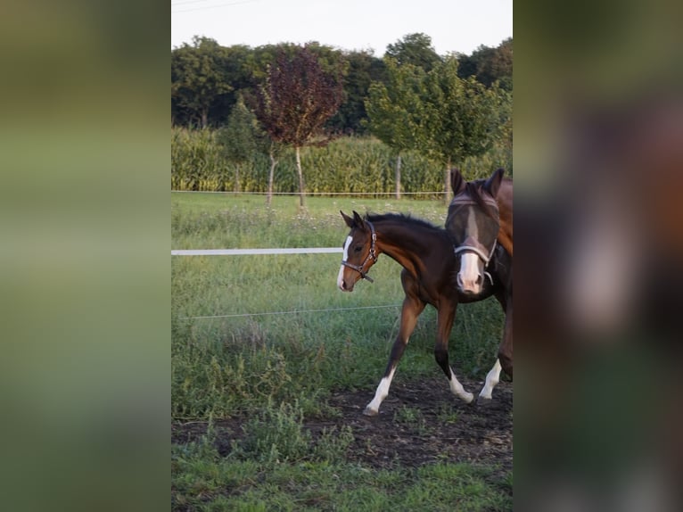 Deutsches Sportpferd Hengst Fohlen (05/2025) Dunkelbrauner in Bergheim