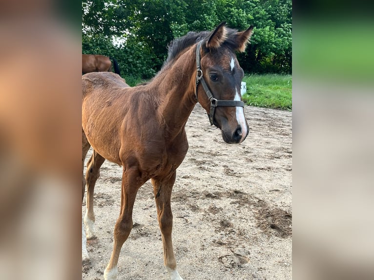 Deutsches Sportpferd Hengst  Dunkelbrauner in Bernstadt auf dem Eigen