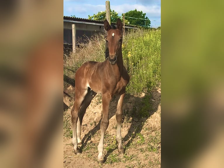 Deutsches Sportpferd Hengst  Dunkelbrauner in DrohndorfArnstein
