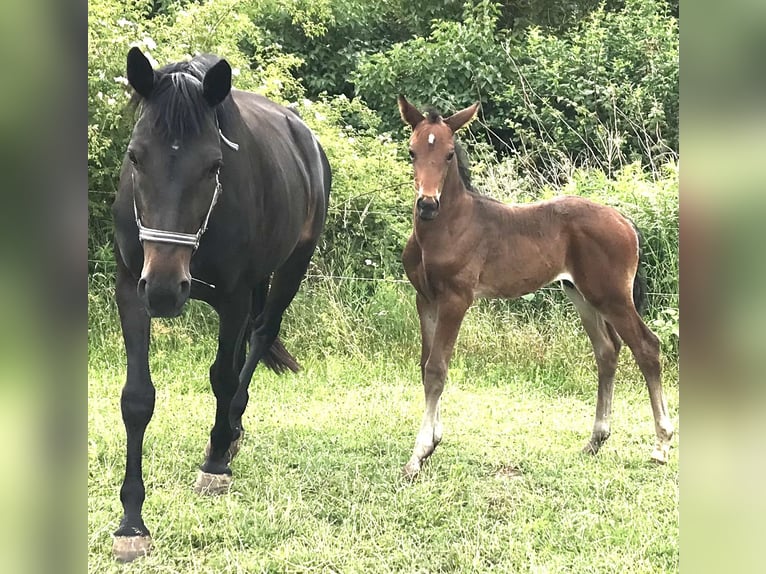 Deutsches Sportpferd Hengst  Dunkelbrauner in DrohndorfArnstein