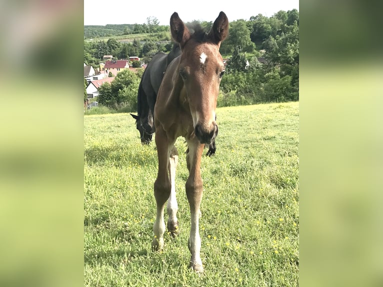 Deutsches Sportpferd Hengst  Dunkelbrauner in DrohndorfArnstein