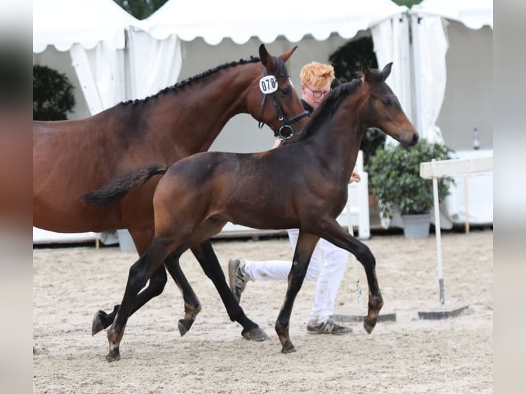 Deutsches Sportpferd Hengst Fohlen (04/2025) Dunkelbrauner in Fronhofen