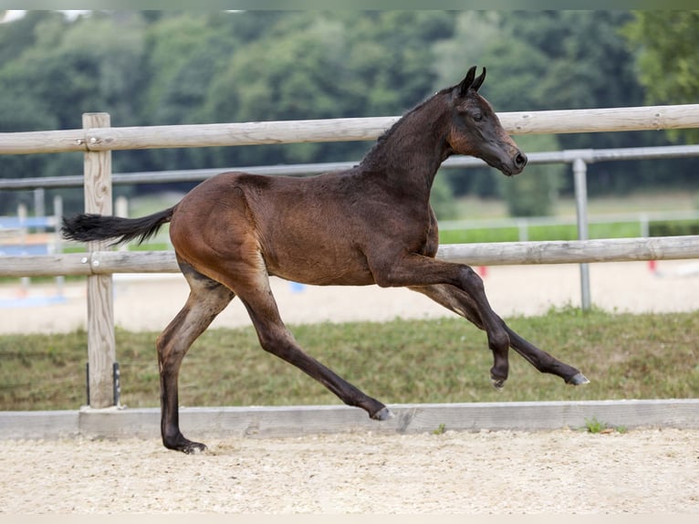 Deutsches Sportpferd Hengst Fohlen (05/2025) Dunkelbrauner in Gomadingen