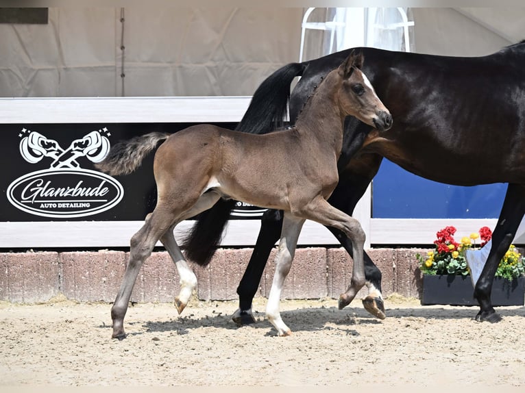 Deutsches Sportpferd Hengst Fohlen (05/2025) Dunkelbrauner in Gomadingen