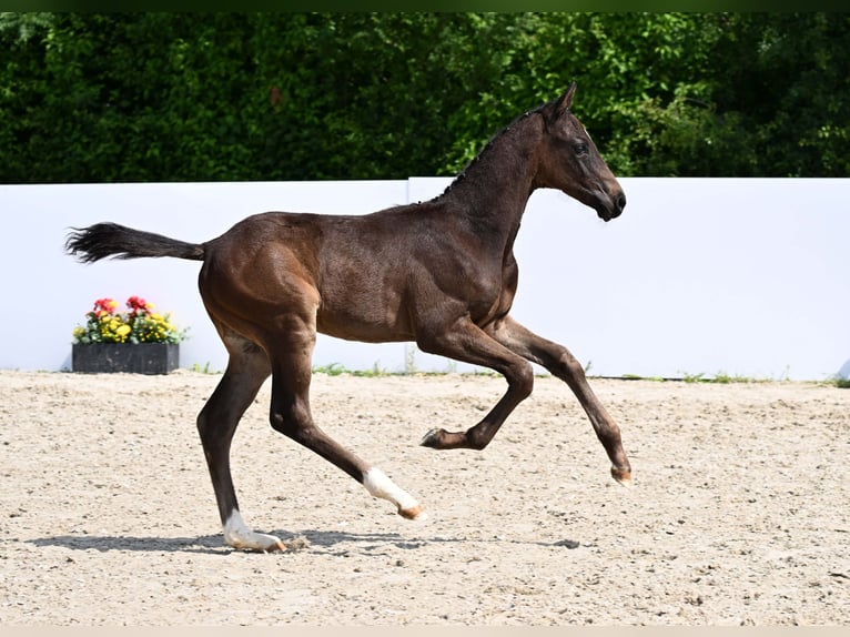 Deutsches Sportpferd Hengst Fohlen (04/2025) Dunkelbrauner in Gomadingen