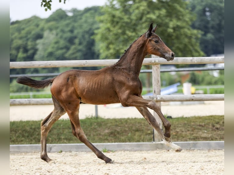 Deutsches Sportpferd Hengst Fohlen (04/2025) Dunkelbrauner in Gomadingen