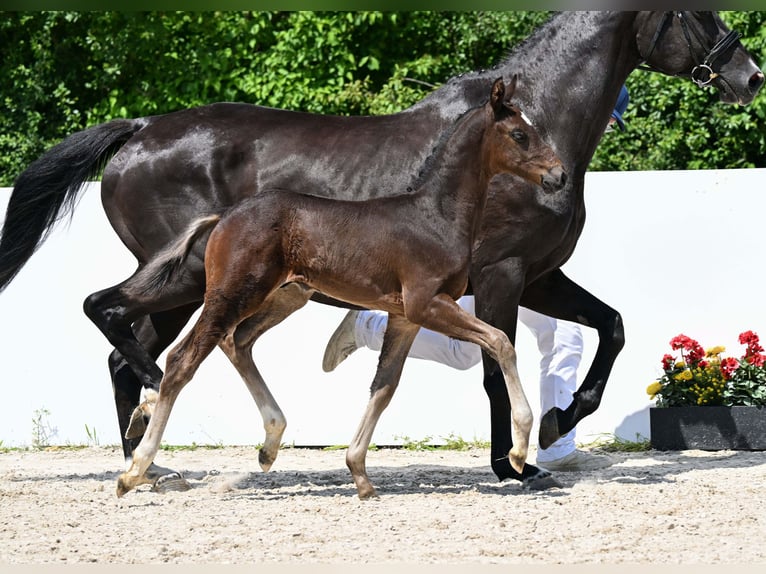 Deutsches Sportpferd Hengst Fohlen (05/2025) Dunkelbrauner in Gomadingen