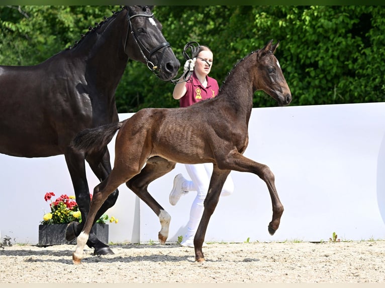 Deutsches Sportpferd Hengst Fohlen (04/2025) Dunkelbrauner in Gomadingen