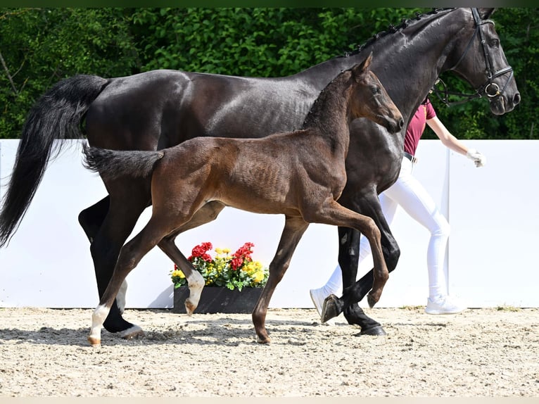 Deutsches Sportpferd Hengst Fohlen (04/2025) Dunkelbrauner in Gomadingen