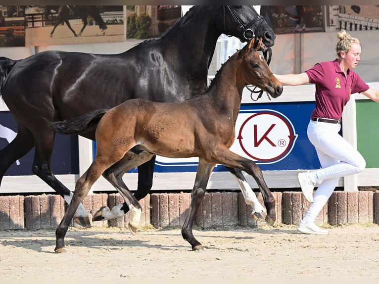 Deutsches Sportpferd Hengst Fohlen (04/2025) Dunkelbrauner in Gomadingen