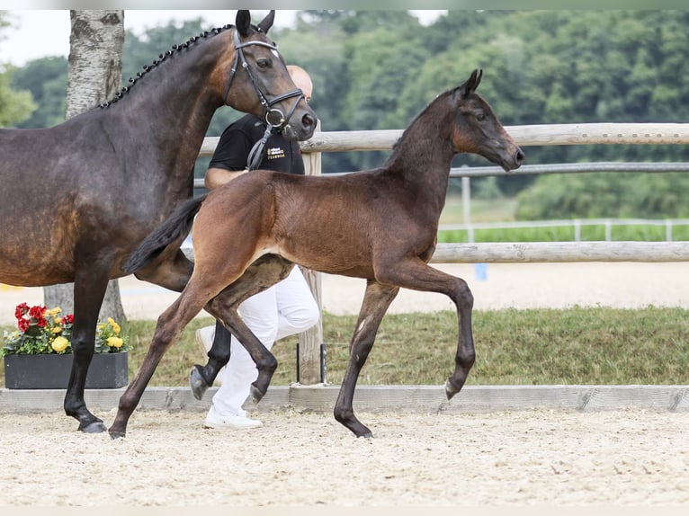 Deutsches Sportpferd Hengst Fohlen (05/2025) Dunkelbrauner in Gomadingen