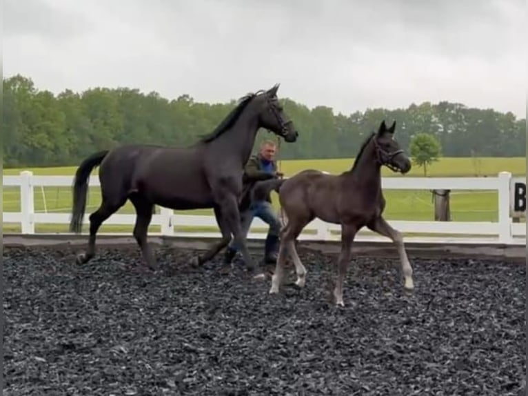 Deutsches Sportpferd Hengst  Dunkelbrauner in Herrnhut