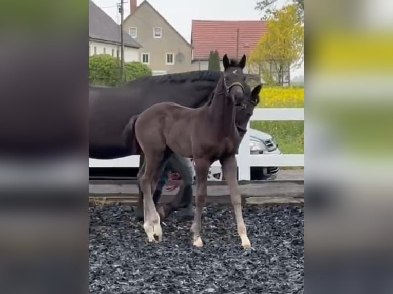 Deutsches Sportpferd Hengst  Dunkelbrauner in Herrnhut