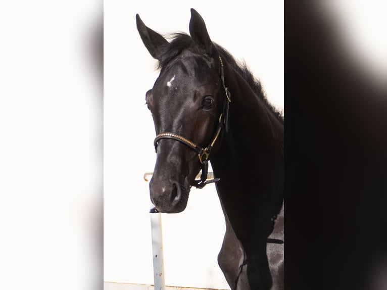 Deutsches Sportpferd Hengst  Dunkelbrauner in Herrnhut