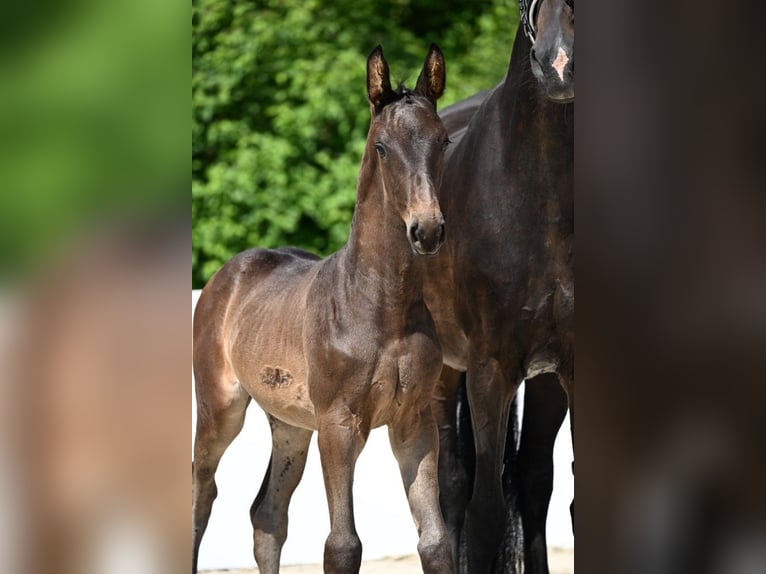 Deutsches Sportpferd Hengst  Dunkelbrauner in Illertissen