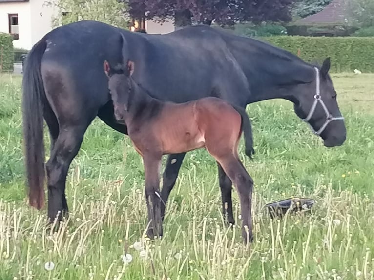 Deutsches Sportpferd Hengst Fohlen (05/2025) Dunkelbrauner in Mittelbach bei Chemnitz
