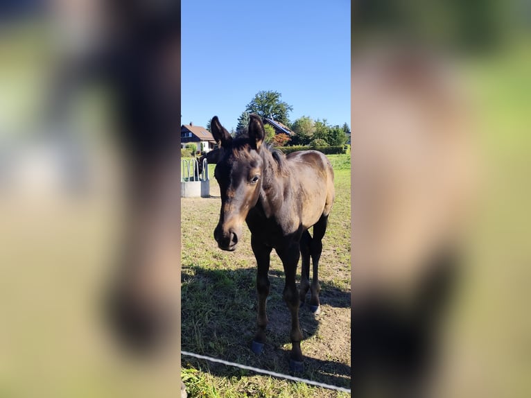 Deutsches Sportpferd Hengst Fohlen (05/2025) Dunkelbrauner in Mittelbach bei Chemnitz