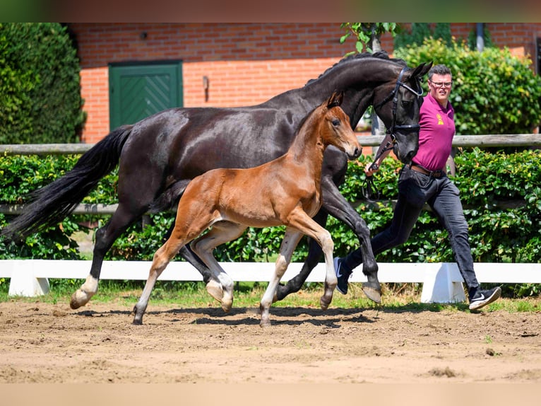 Deutsches Sportpferd Hengst Fohlen (04/2026) Dunkelbrauner in Moritzburg