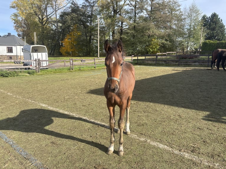 Deutsches Sportpferd Hengst Fohlen (06/2025) Dunkelbrauner in Mulda