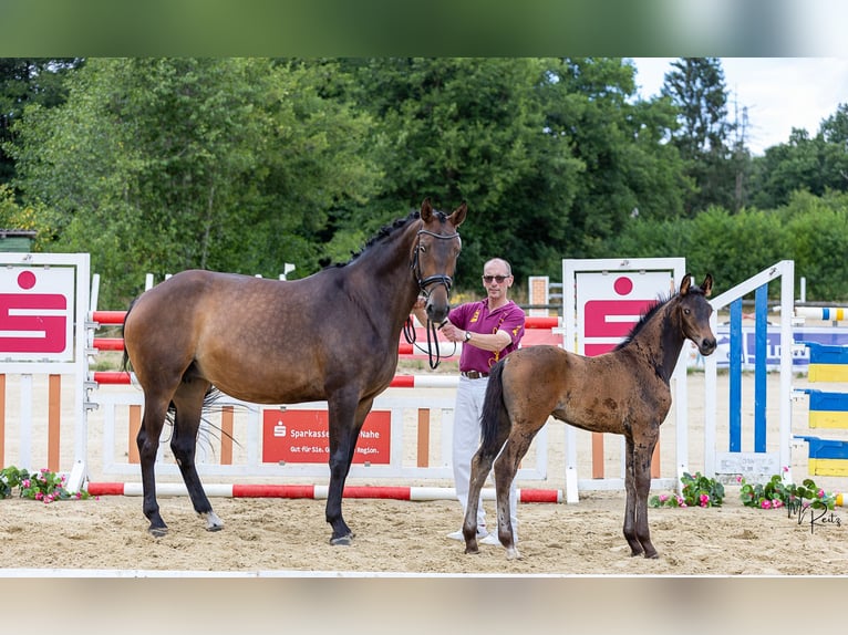 Deutsches Sportpferd Hengst Fohlen (05/2026) Dunkelbrauner in Sommerloch