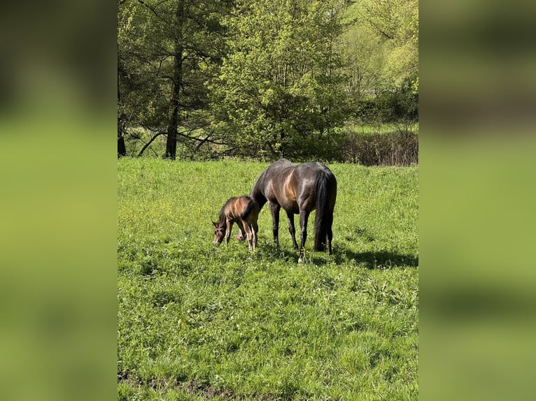 Deutsches Sportpferd Hengst Fohlen (04/2026) Dunkelbrauner in Unterreichenbach